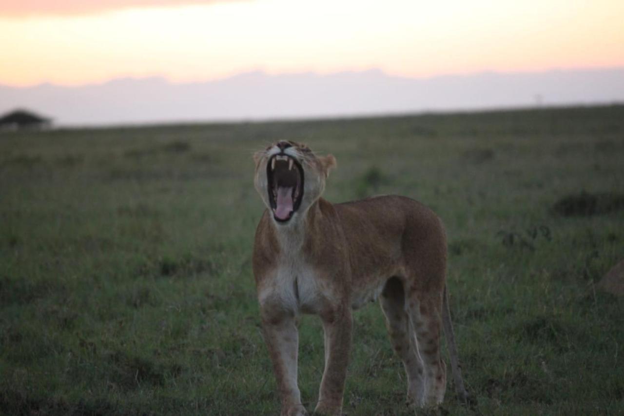 Narasha Homestay - Maasai Mara Talek Kültér fotó