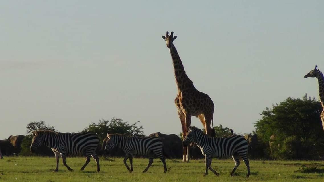 Narasha Homestay - Maasai Mara Talek Kültér fotó